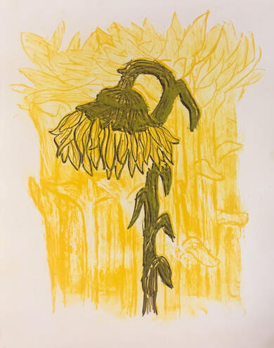 Wilting Sunflower, Lithography, December 2020